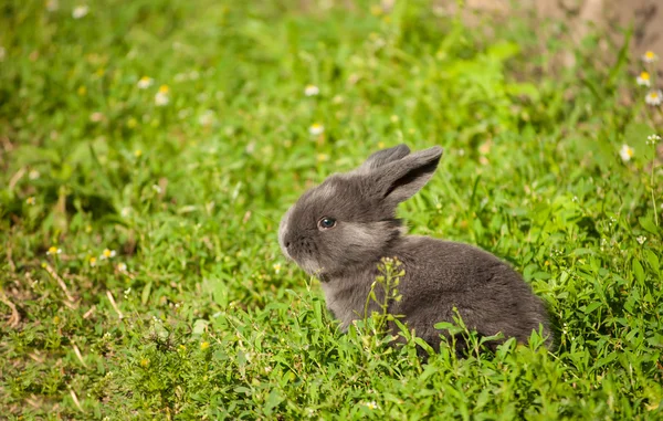 Sevimli tavşan yaz bahçesinde - Stok İmaj
