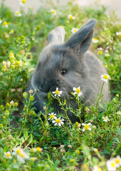 Grauer Hase lizenzfreie Stockfotos