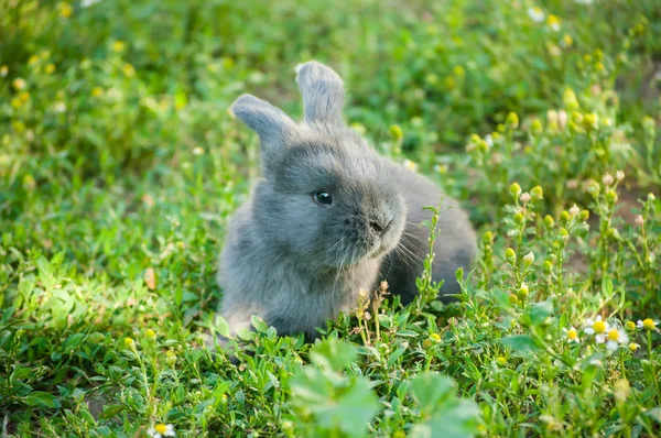 Söt kanin i sommarträdgård Royaltyfria Stockbilder