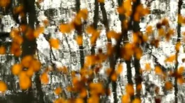 Sonbahar video dokusu. Nehrin su yüzeyinin arka planında sarı yapraklar var.