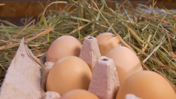 Csirketojás közelről, tálcán. Gyűjtsd össze a tojásokat a kezeddel egy házi csirkefarmon — Stock videók