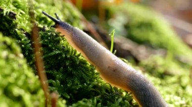 Yeşil yosun üzerinde sürünen bir sümüklü böcek. Flora ve doğa faunası