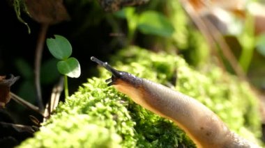 Yeşil yosun üzerinde sürünen bir sümüklü böcek. Flora ve doğa faunası