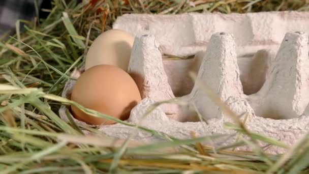 Csirketojás közelről, tálcán. Gyűjtsd össze a tojásokat a kezeddel egy házi csirkefarmon — Stock videók