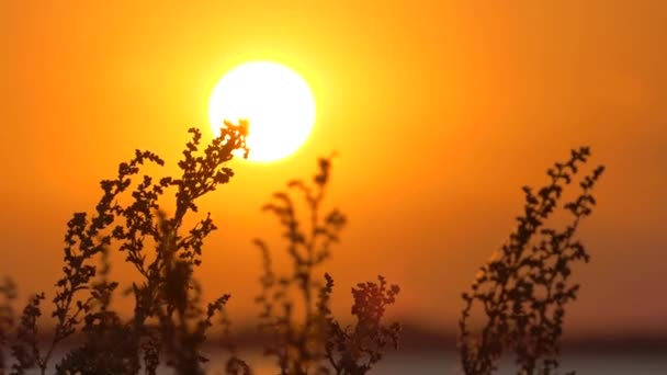 Wiatr kołysze suchą trawę na tle pięknego zachodu słońca — Wideo stockowe