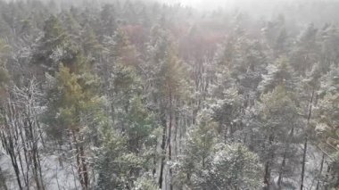Ormanın üzerinden uçmak. Ağaçlar kışın karla kaplıdır. Kozalaklı orman