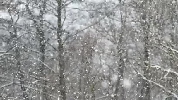 Witte pluizige sneeuw valt op een achtergrond van bomen in het bos. Winterlandschap — Stockvideo