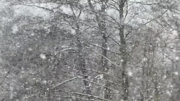 Bílý načechraný sníh padá na pozadí stromů v lese. Zimní krajina — Stock video