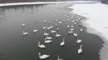 Kışın nehirde beyaz kuğular. Birçok kuş suda yüzer ve buzda yürür..