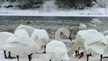 Kışın nehirde beyaz kuğular. Birçok kuş suda yüzer ve buzda yürür..