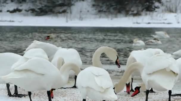 白天鹅在河上过冬 许多鸟在水里游泳 在冰上行走 — 图库视频影像