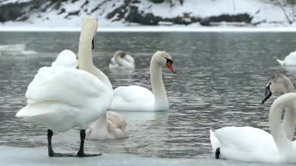 川の冬に白い白鳥 多くの鳥が水中を泳いで氷の上を歩く — ストック動画