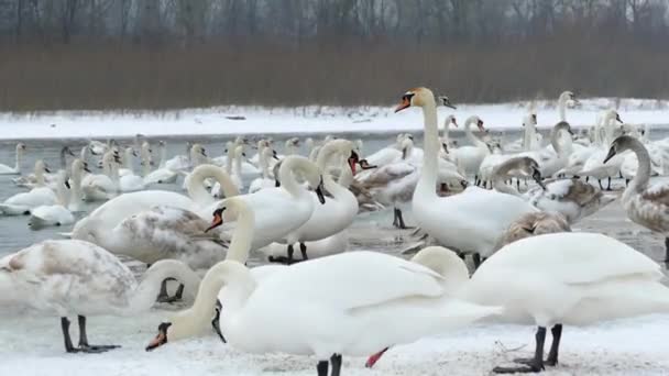 川の冬に白い白鳥 多くの鳥が水中を泳いで氷の上を歩く — ストック動画