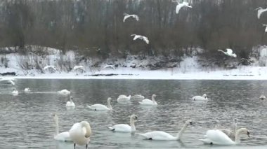 Kışın nehirde beyaz kuğular. Birçok kuş suda yüzer ve buzda yürür..