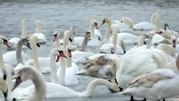 白天鹅在河上过冬 许多鸟在水里游泳 在冰上行走 — 图库视频影像