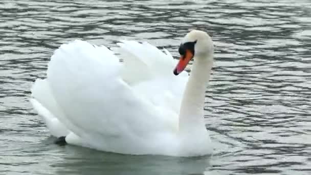 White Swan Swims Winter Lake Beautiful Wild Bird — Stock Video