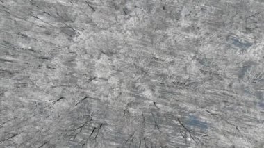 Güzel kış ormanı. Ağaçlar kar ve buzla kaplıdır. Ormanın üzerindeki Verdu manzarası. Ağaçlar arasında uçmak.