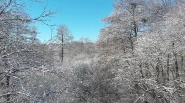 Güzel kış ormanı. Ağaçlar kar ve buzla kaplıdır. Ormanın üzerindeki Verdu manzarası. Ağaçlar arasında uçmak.