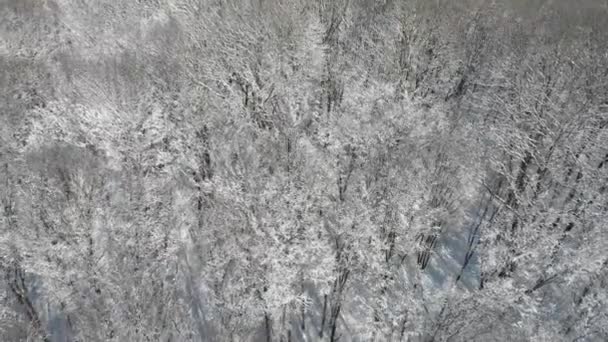 Hermoso Bosque Invierno Los Árboles Están Cubiertos Nieve Heladas Vista — Vídeo de stock