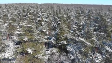 Güzel kış ormanı. Ağaçlar kar ve buzla kaplıdır. Ormanın üzerindeki Verdu manzarası. Ağaçlar arasında uçmak.