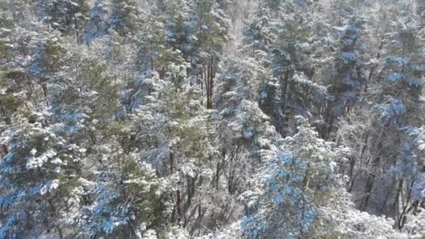 美しい冬の森 木々は雪と霜で覆われている 森の上のベルドゥからの眺め 木の間の飛行 — ストック動画