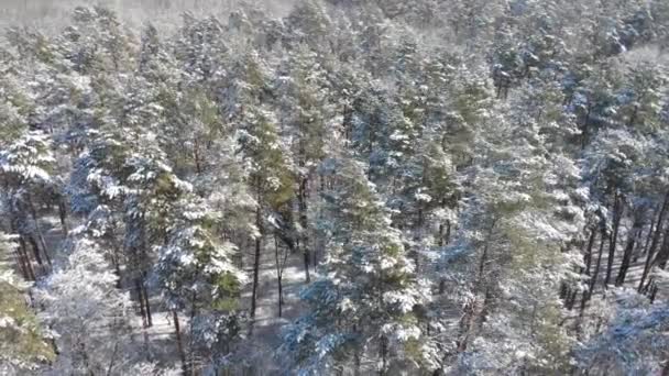 Güzel Kış Ormanı Ağaçlar Kar Buzla Kaplıdır Ormanın Üzerindeki Verdu — Stok video