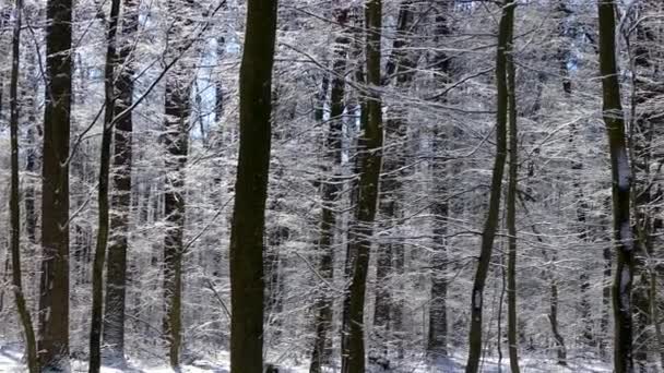 Schöner Winterwald. Die Bäume sind mit Schnee und Frost bedeckt. Blick vom Verdu über den Wald. Flug zwischen Bäumen. — Stockvideo