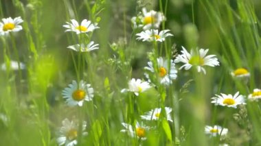 Çimlerde papatya çayı. Yeşil bir çayırda güzel beyaz çiçekler. Doğa Yaz ve Bahar.