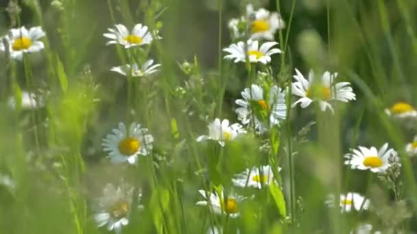 Camomila na relva. Lindas flores brancas em um prado verde. Natureza Verão e Primavera. — Vídeo de Stock