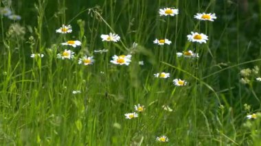 Çimlerde papatya çayı. Yeşil bir çayırda güzel beyaz çiçekler. Doğa Yaz ve Bahar.