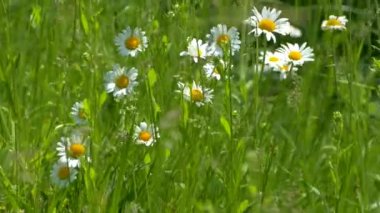 Çimlerde papatya çayı. Yeşil bir çayırda güzel beyaz çiçekler. Doğa Yaz ve Bahar.