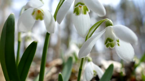 Flores de primavera en la naturaleza. Nieves blancas. — Vídeo de stock