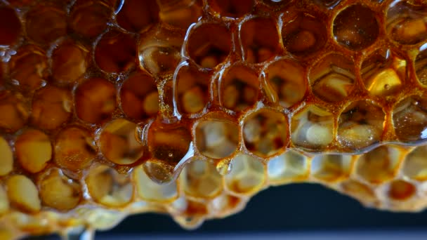 Honey flows from the honeycomb. Beehive close up. Bee apiary. — Stock Video