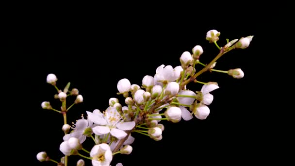 Un ramo di un albero da frutto fiorisce. Fiori bianchi in primavera su un albero. Giri di tempo fioritura. — Video Stock