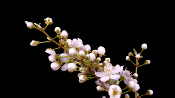 Egy gyümölcsfa ága kivirágzik. Fehér virágok tavasszal egy fán. Időkörök virágzása. — Stock videók