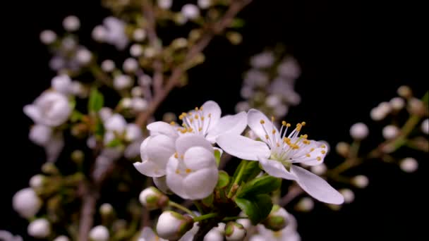 Весеннее Цветение Ветви Фруктового Дерева Обильные Нежные Белые Цветы Черном — стоковое видео