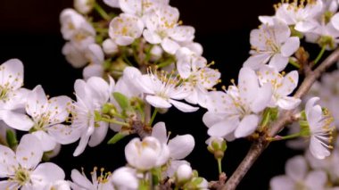 Bir meyve dalının bahar çiçekleri. Bol ve narin beyaz çiçekler. Siyah arkaplana karşı
