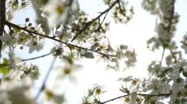 Elma ağacının dallarında güzel bir çiçek açar. Bahar güneşinin ışınları, bahçedeki beyaz-pembe ağaçların arasından yol alır..