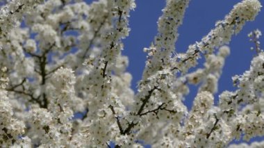 Bir meyve dalının bahar çiçekleri. Bol ve narin beyaz çiçekler. Mavi gökyüzünün arka planında.