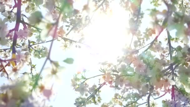 リンゴの木の枝に美しい咲き 春の太陽の光は庭の木の白いピンクの花を通って彼らの道を作ります — ストック動画