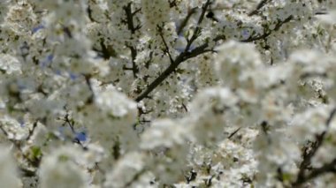 Bir meyve dalının bahar çiçekleri. Bol ve narin beyaz çiçekler. Mavi gökyüzünün arka planında.
