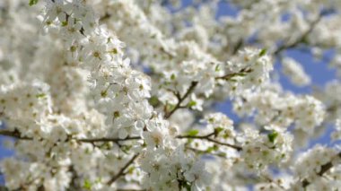 Bir meyve dalının bahar çiçekleri. Bol ve narin beyaz çiçekler. Mavi gökyüzünün arka planında.
