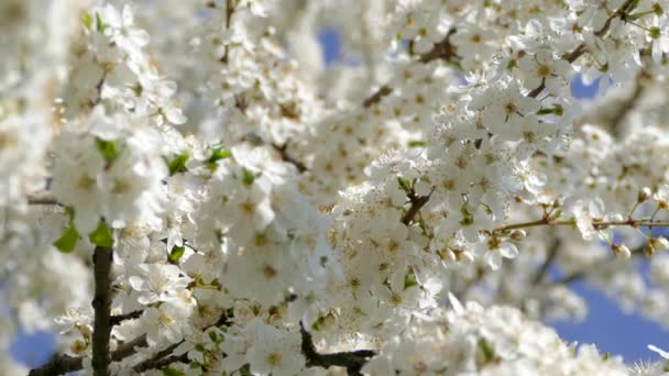 Весеннее цветение ветви фруктового дерева. Обильные и нежные белые цветы. На фоне голубого неба. — стоковое видео