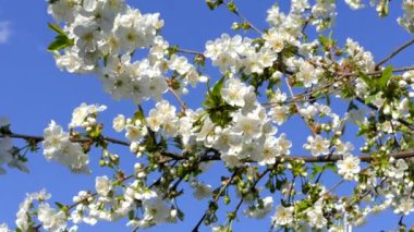 Bir meyve dalının bahar çiçekleri. Bol ve narin beyaz çiçekler. Mavi gökyüzünün arka planında.
