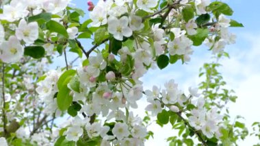 Elma ağacının dallarında güzel bir çiçek açar. Bahar güneşinin ışınları, bahçedeki beyaz-pembe ağaçların arasından yol alır..