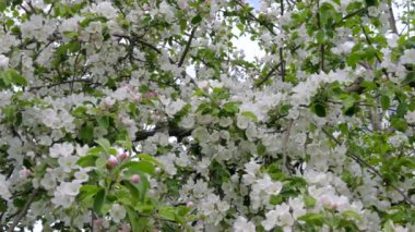 Elma ağacının dallarında güzel bir çiçek açar. Bahar güneşinin ışınları, bahçedeki beyaz-pembe ağaçların arasından yol alır..