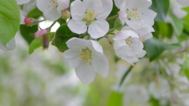Elma ağacının dallarında güzel bir çiçek açar. Bahar güneşinin ışınları, bahçedeki beyaz-pembe ağaçların arasından yol alır..