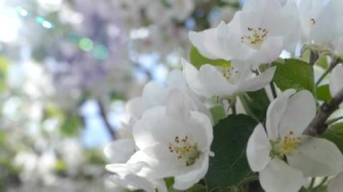 Elma ağacının dallarında güzel bir çiçek açar. Bahar güneşinin ışınları, bahçedeki beyaz-pembe ağaçların arasından yol alır..
