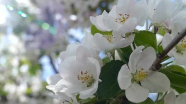Elma ağacının dallarında güzel bir çiçek açar. Bahar güneşinin ışınları, bahçedeki beyaz-pembe ağaçların arasından yol alır..
