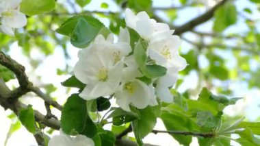 Elma ağacının dallarında güzel bir çiçek açar. Bahar güneşinin ışınları, bahçedeki beyaz-pembe ağaçların arasından yol alır..